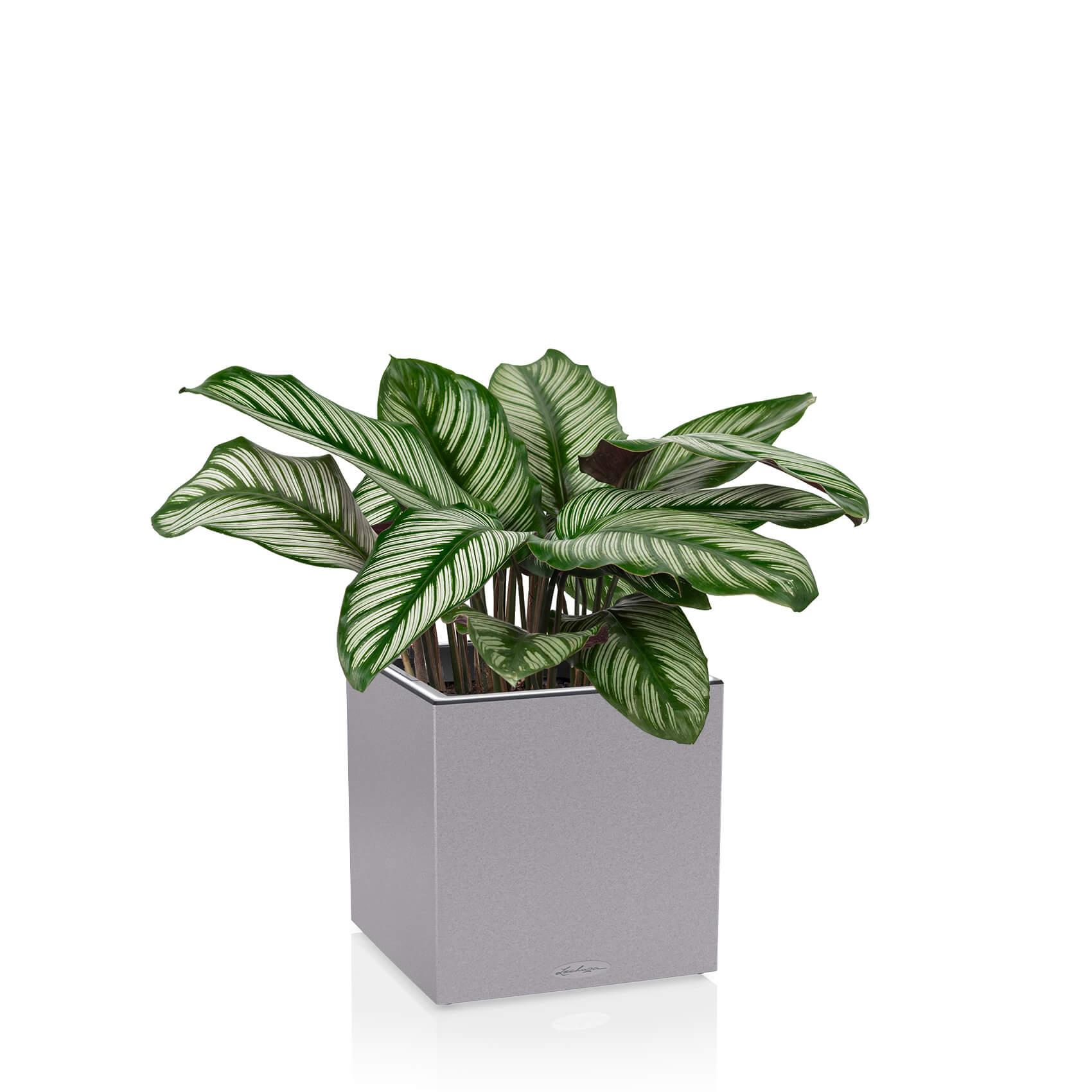 CANTO Stone 40 low LED stone grey